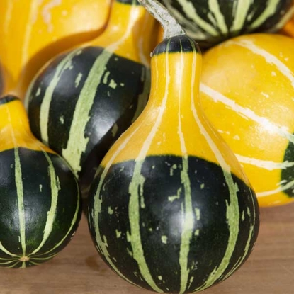 Picture of Ornamental Gourd - Pear Bicolour